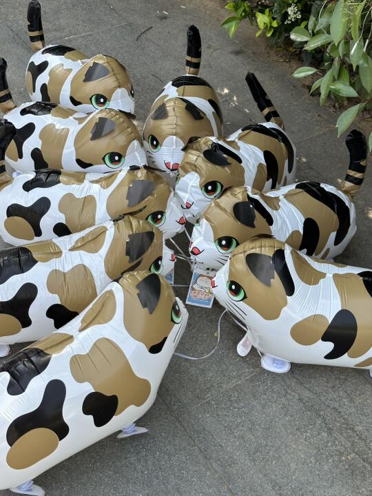 五一来昙华林领“小猫”啦！