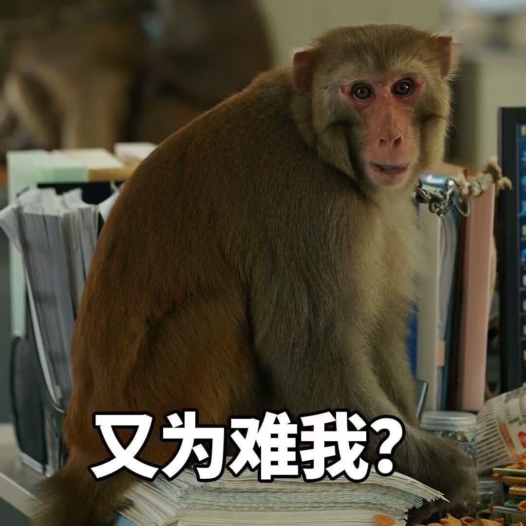 没有动物受到伤害除了猴子的心没想到猴子打工起来都很专业年会不能停2的猴子直接火出