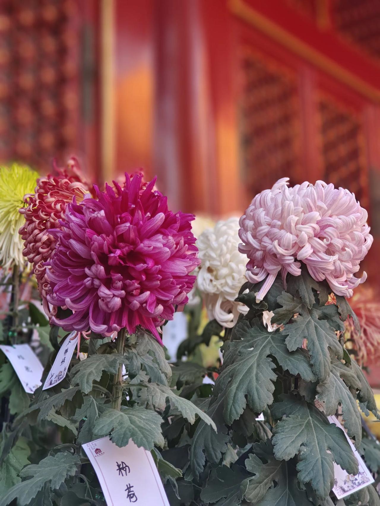 花草观察日记菊花名品太美了！