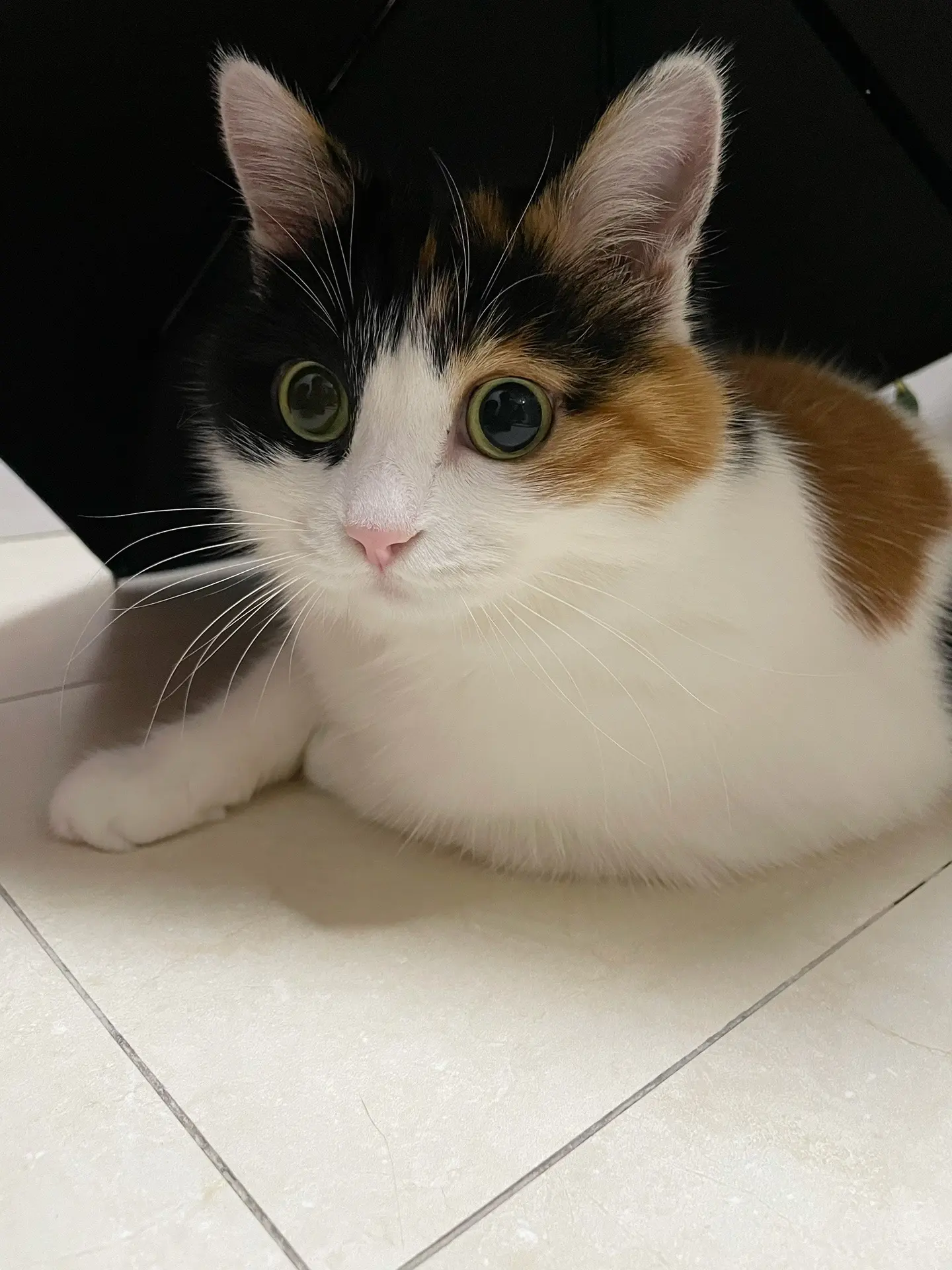 我伞下的姑娘 你的在哪？