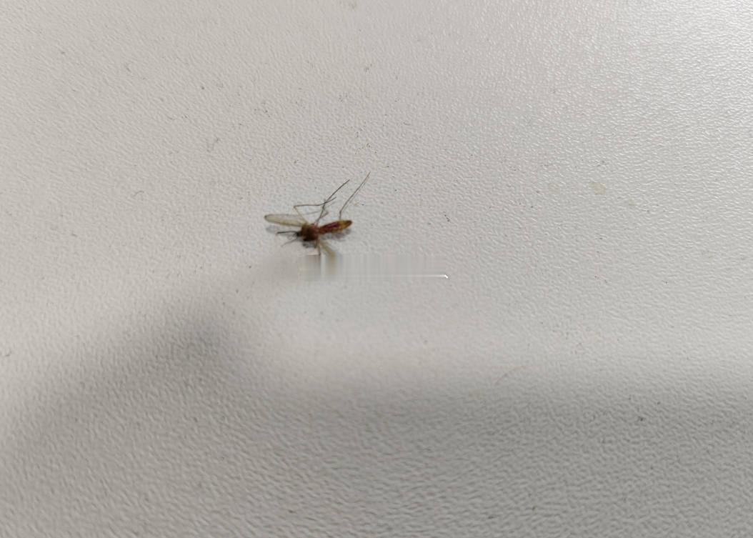 折腾一个多小时，终于把这个故意伤人的嫌犯抓获，并送走热点观点 ， 