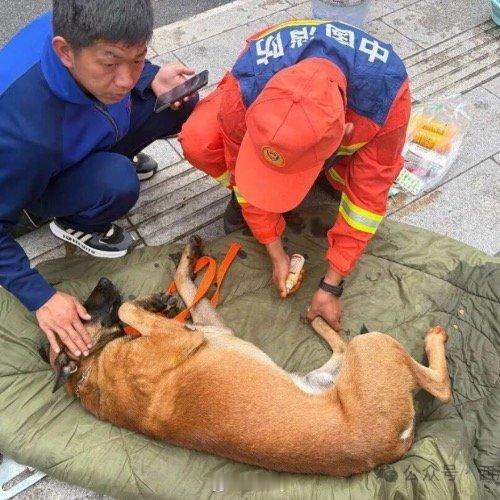 吉隆口岸受伤搜救犬辛巴已救治稳定特殊的逆行者，早日康复。[祈祷]  ​​​