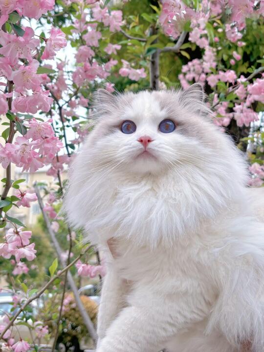 樱花树下站谁都美🌸小猫也不例外