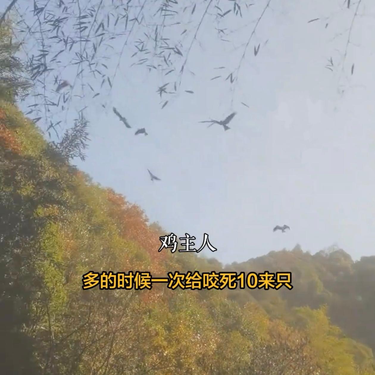 浙江男子开养鸡场，老鹰天天来抓鸡，最多一次咬死10来只，他不能抓不能打，只能人工