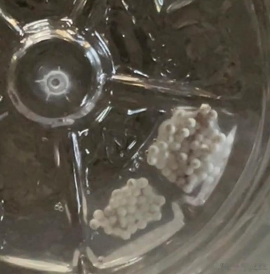 多方回应怡宝瓶底有虫卵状异物怡宝属于饮用纯净水，执行标准 ［GB17323］消费