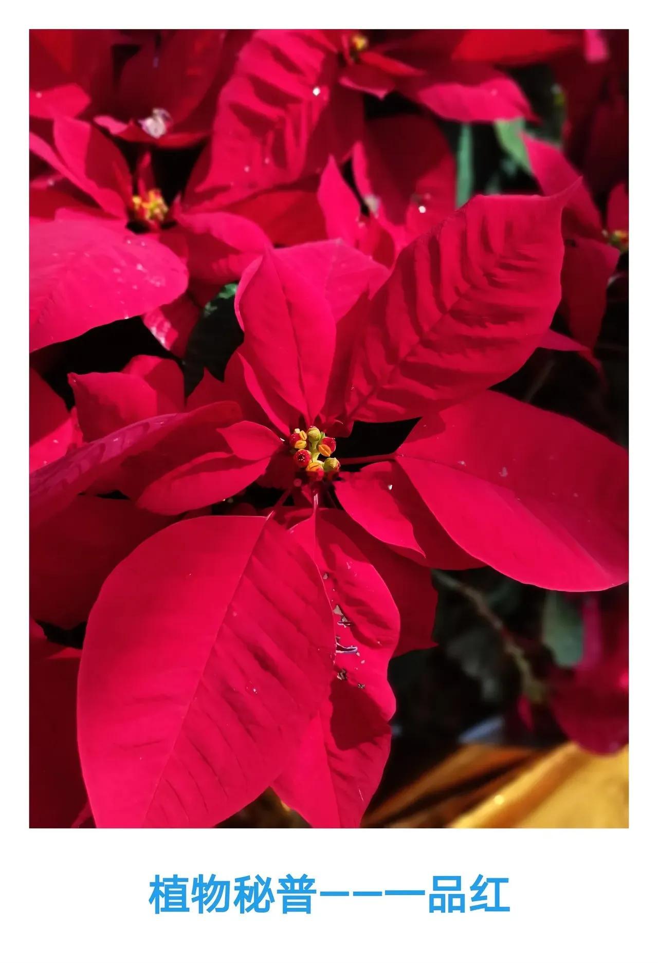 【一品红】植物科普         植物科普小知识，每天一植物，今天向大家介绍的