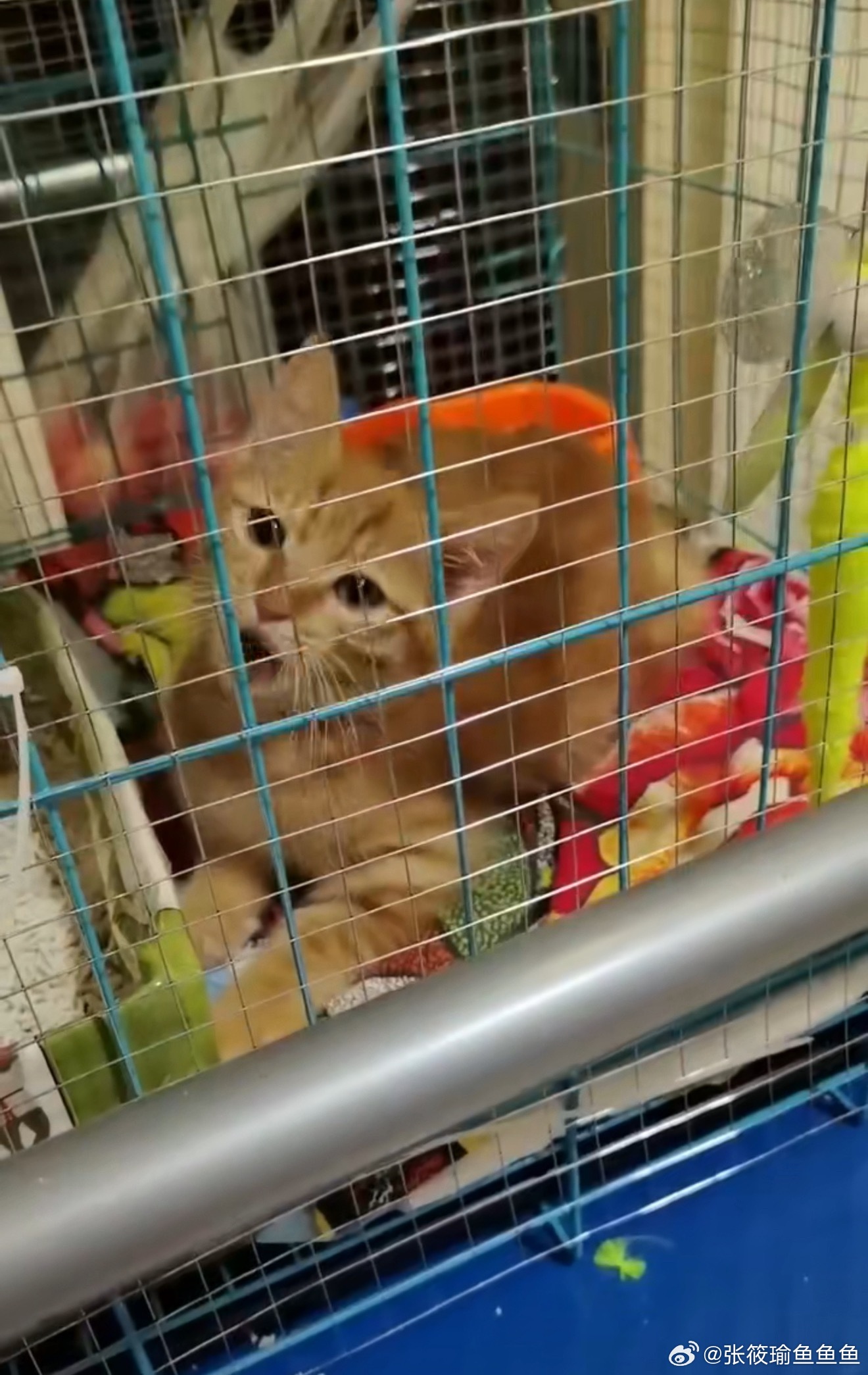 今天早上十点我将不再是野人 我要有小猫了