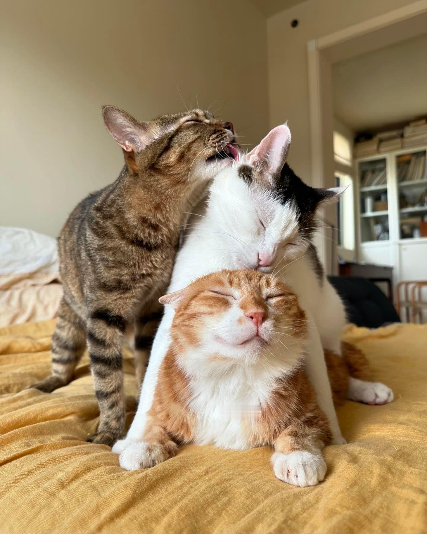 燃冬（修猫版）