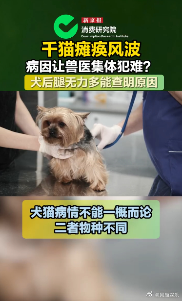 千猫瘫痪多地医院真相调查记者调查千猫瘫痪背后真相和宠物医生深度沟通千猫瘫痪事件，