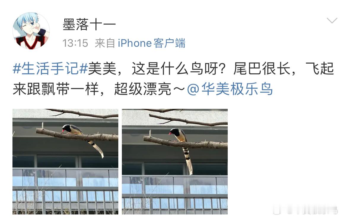 填空题环节～嘴巴红色 身体蓝色所以它是  （ ）嘴（ ） 鹊！ 
