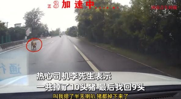 “笑不活了！”9月11日，河南驻马店，一头运送生猪的货车在路上行驶时，因为起步惯