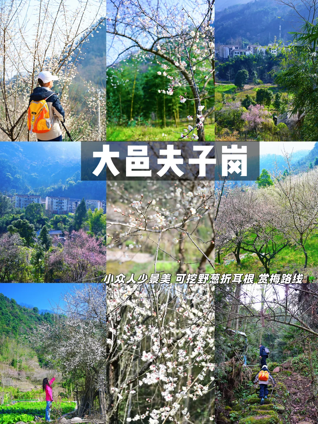 值得二刷‼️大邑夫子岗徒步赏梅秘境挖野葱