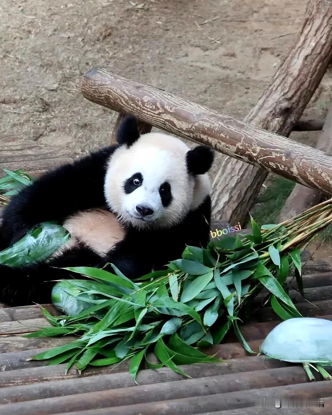 说睿宝拿着冰块很开心，从早上开启的礼物。

我立马想到福宝，扔下冰块，回内舍。

