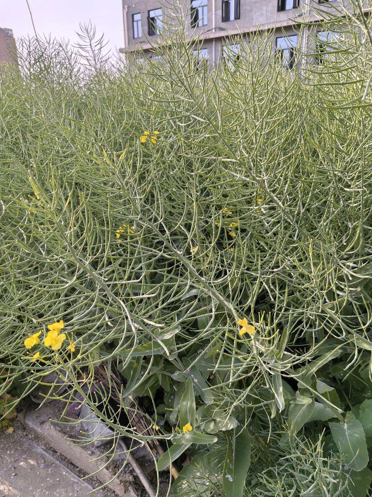 今年油菜大丰收！应该是历史最好的一年。

油菜即将成熟。早栽早发的已经割油菜了。