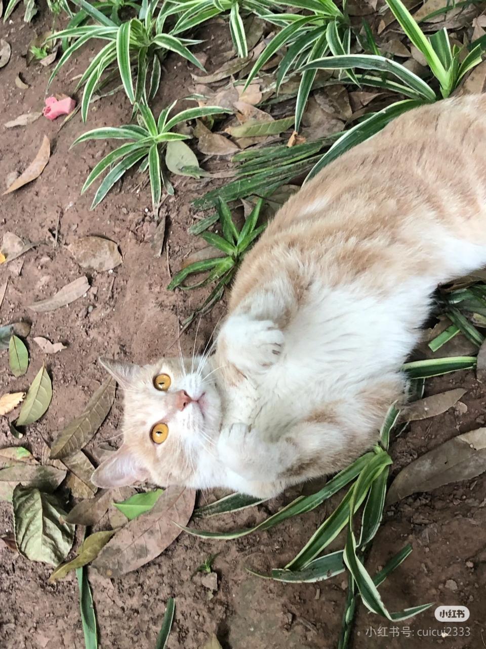 【领养贴 】重庆大学附近虎溪花园小猫找领养！🐱🐱🐱🐱最近在小区楼下一直看