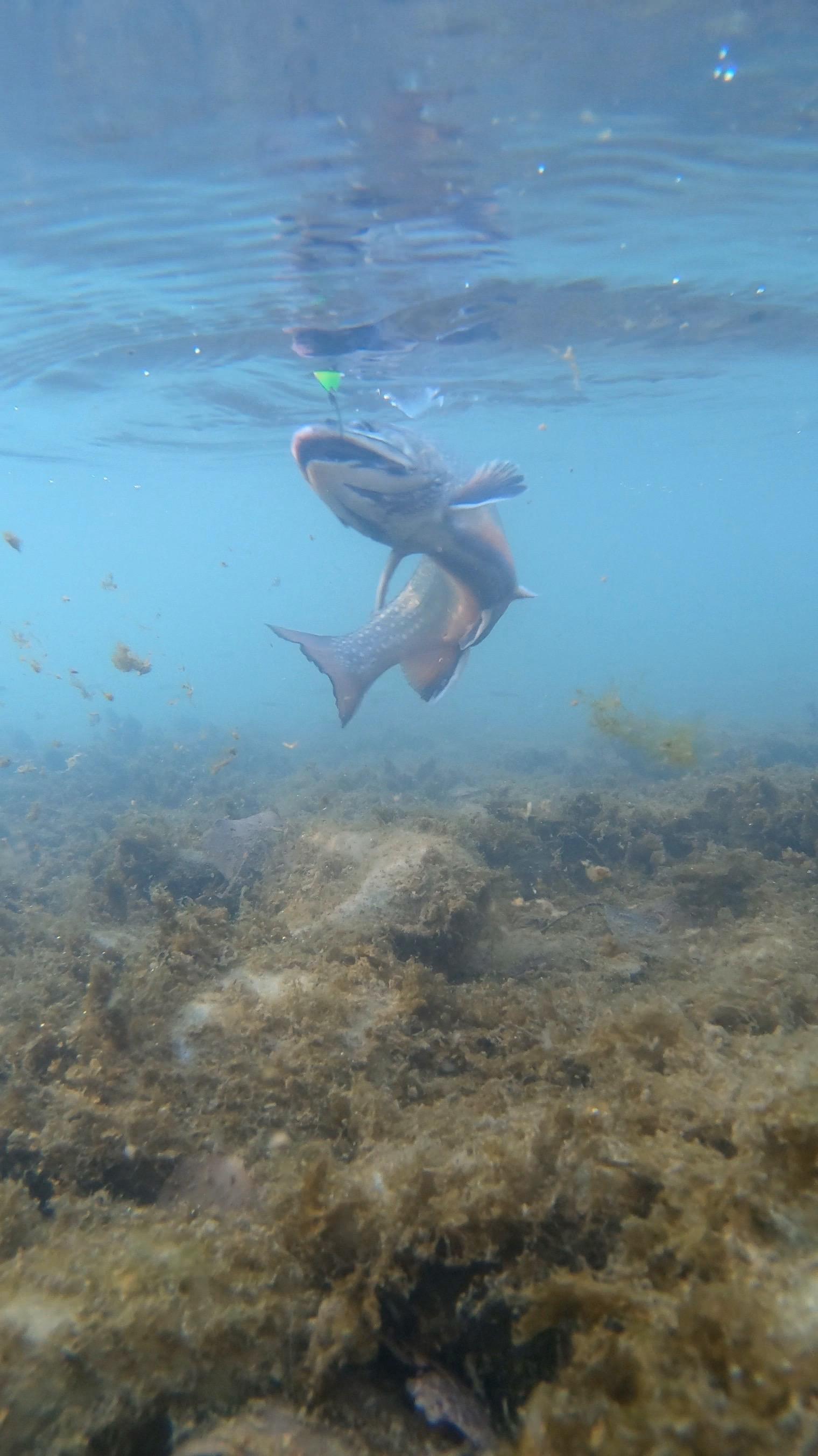 人菜but瘾大。没有办法🤷