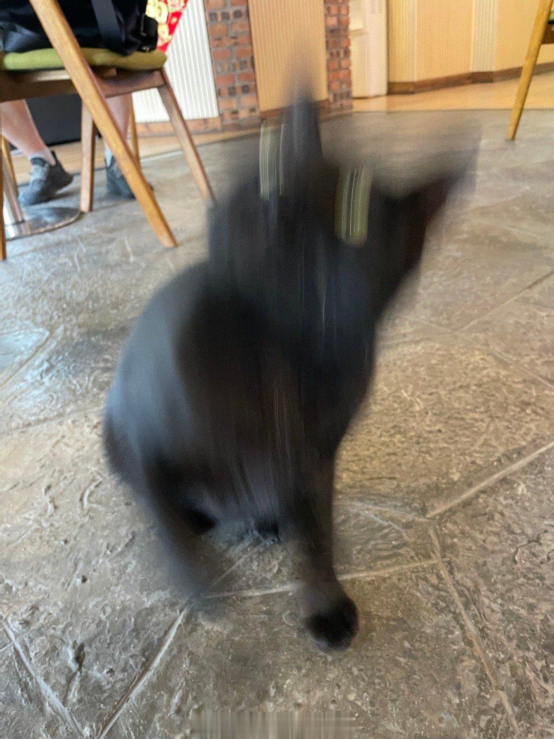 #萌宠那些事[超话]# 什么玩意儿！？ ​​​