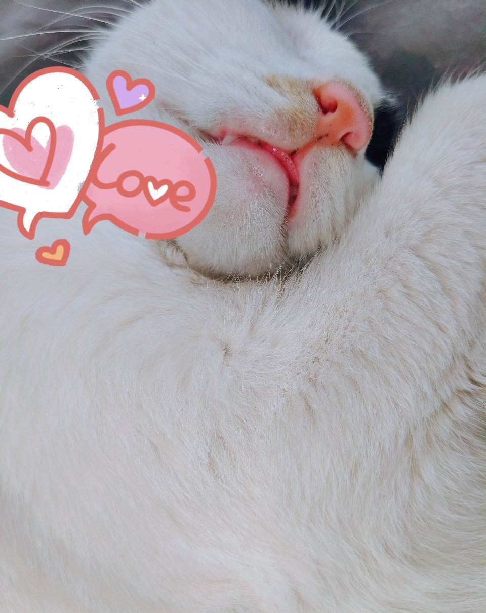 生活手记 可爱小猫咪～ 