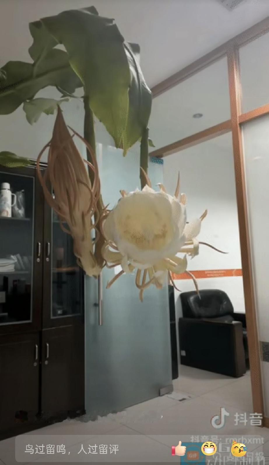 “上人民日报了！”山东潍坊，一名女子察觉家里养的昙花晚上会开放，特意架好手机开启