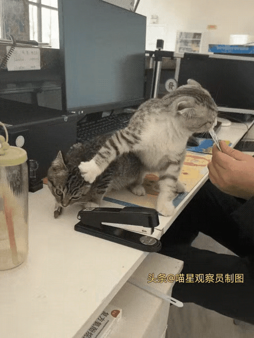 狸花猫有可能在憋大招你们信不信[奸笑]