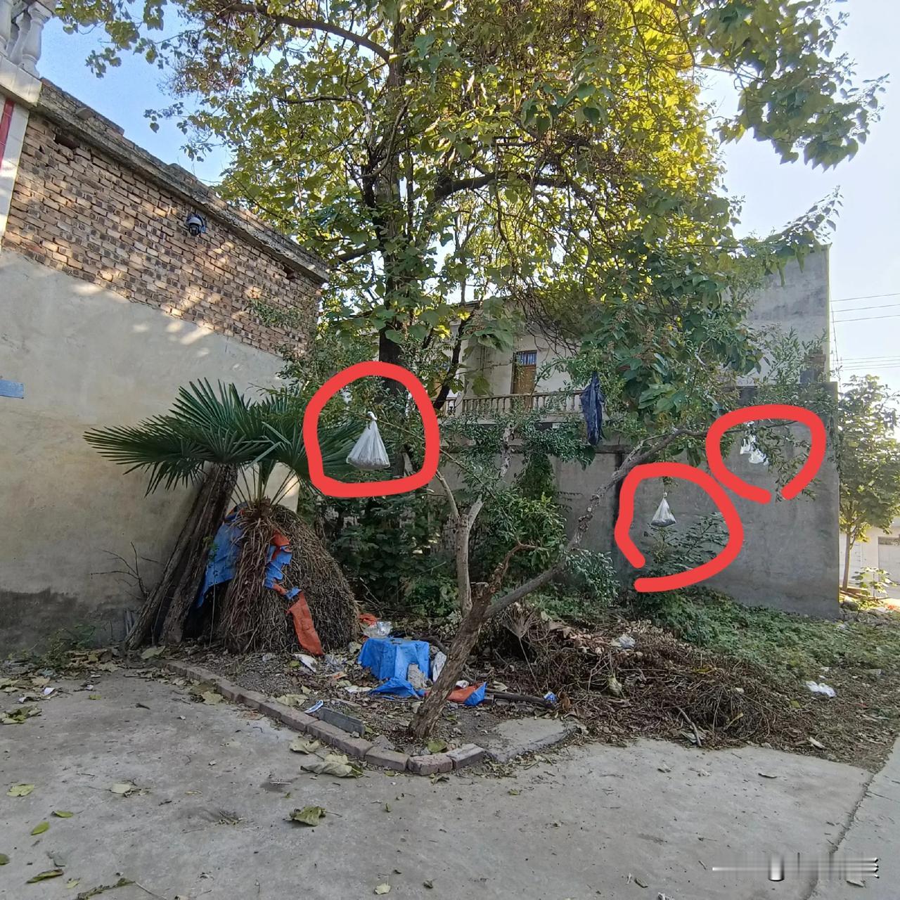 树上挂着是什么？看着有点像土，为什么把树挂着这些东西呢？这树不累吗？ #秋天#