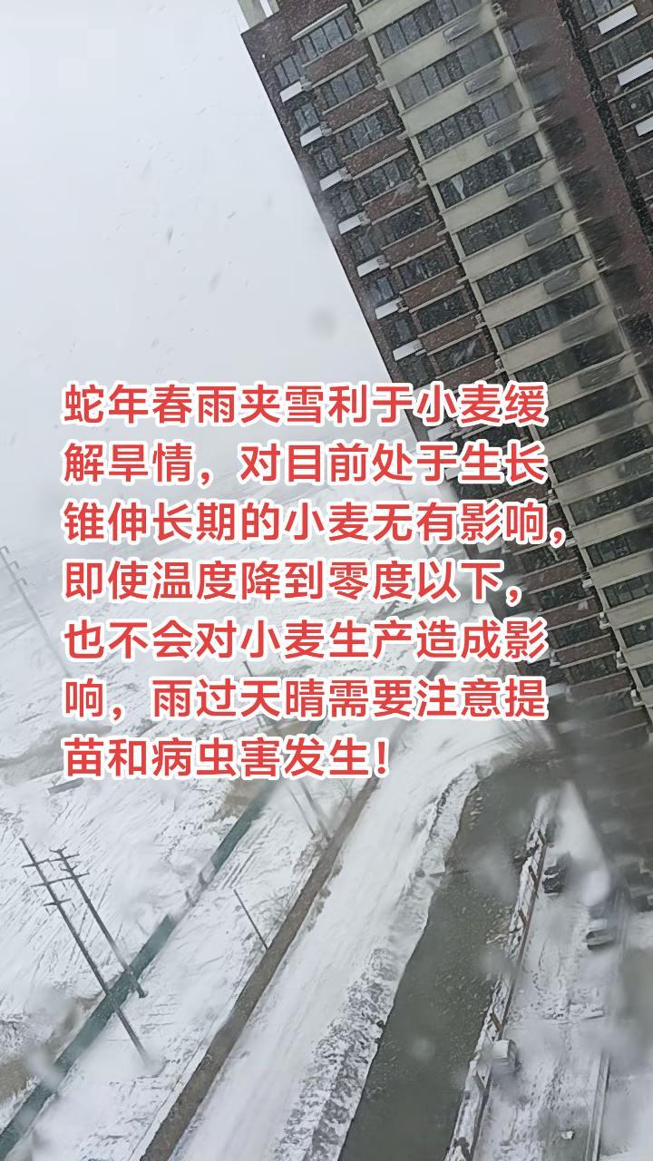 春天的第一场雪