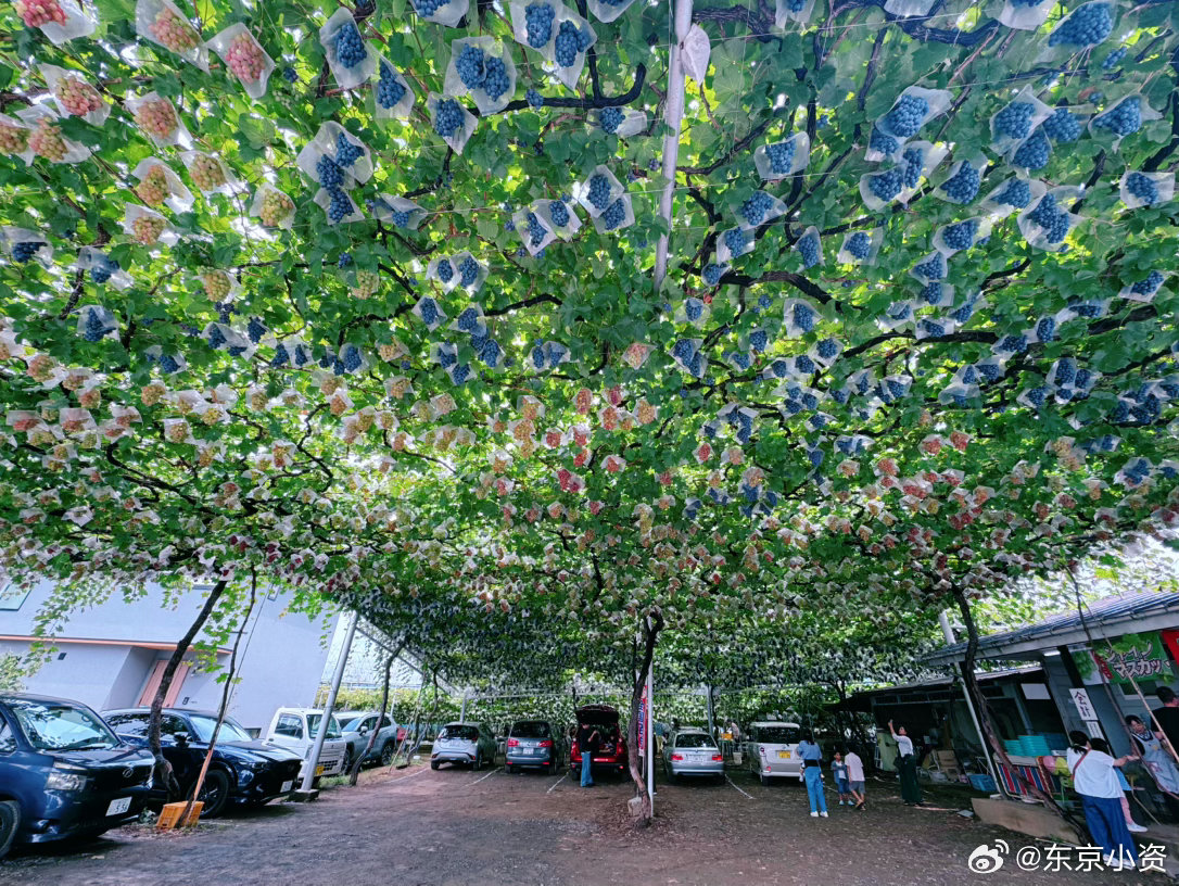 葡萄园摘葡萄🍇掉到葡萄堆儿里了[笑cry] ​​​