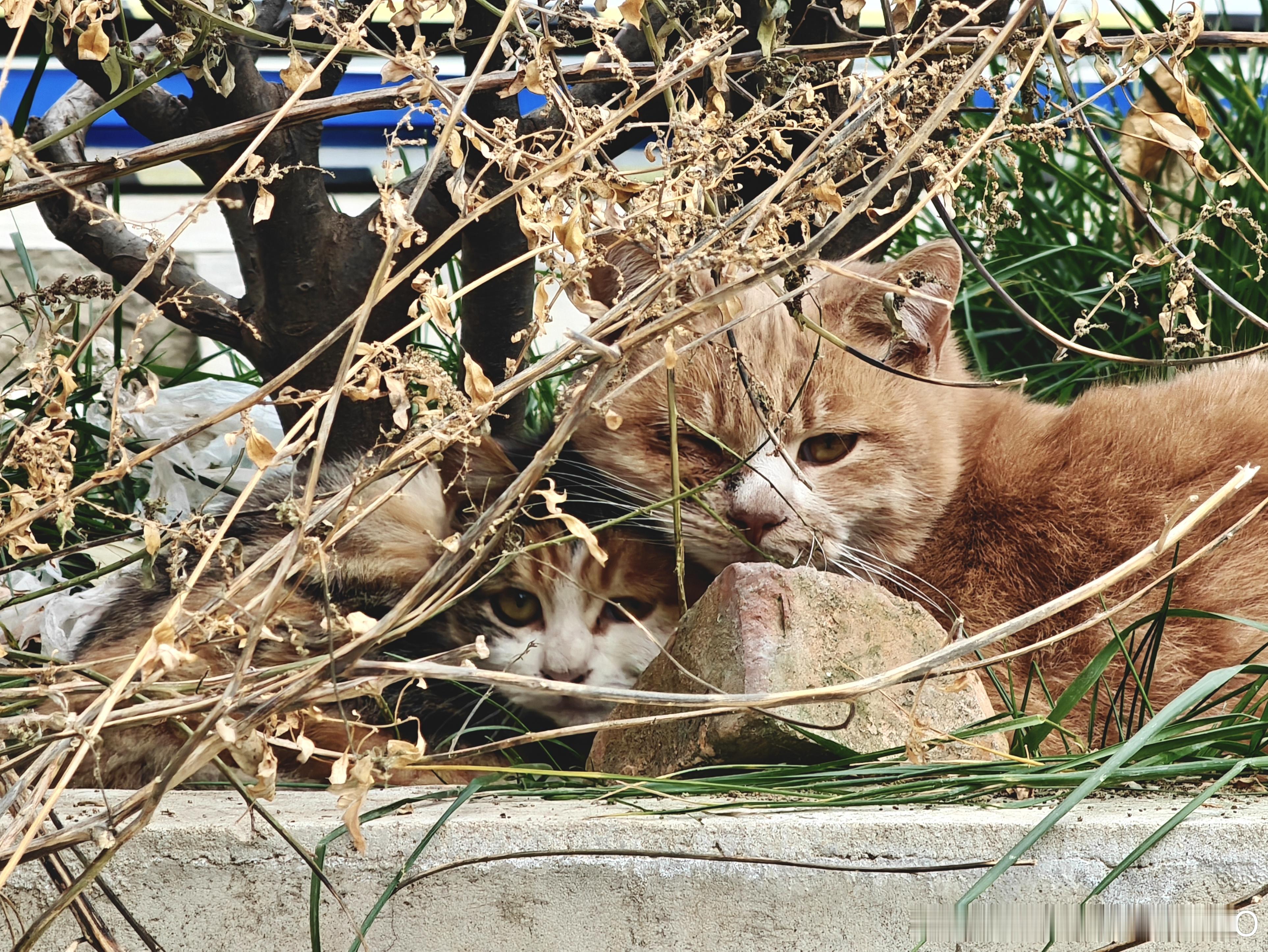 院子里的野生丧彪 