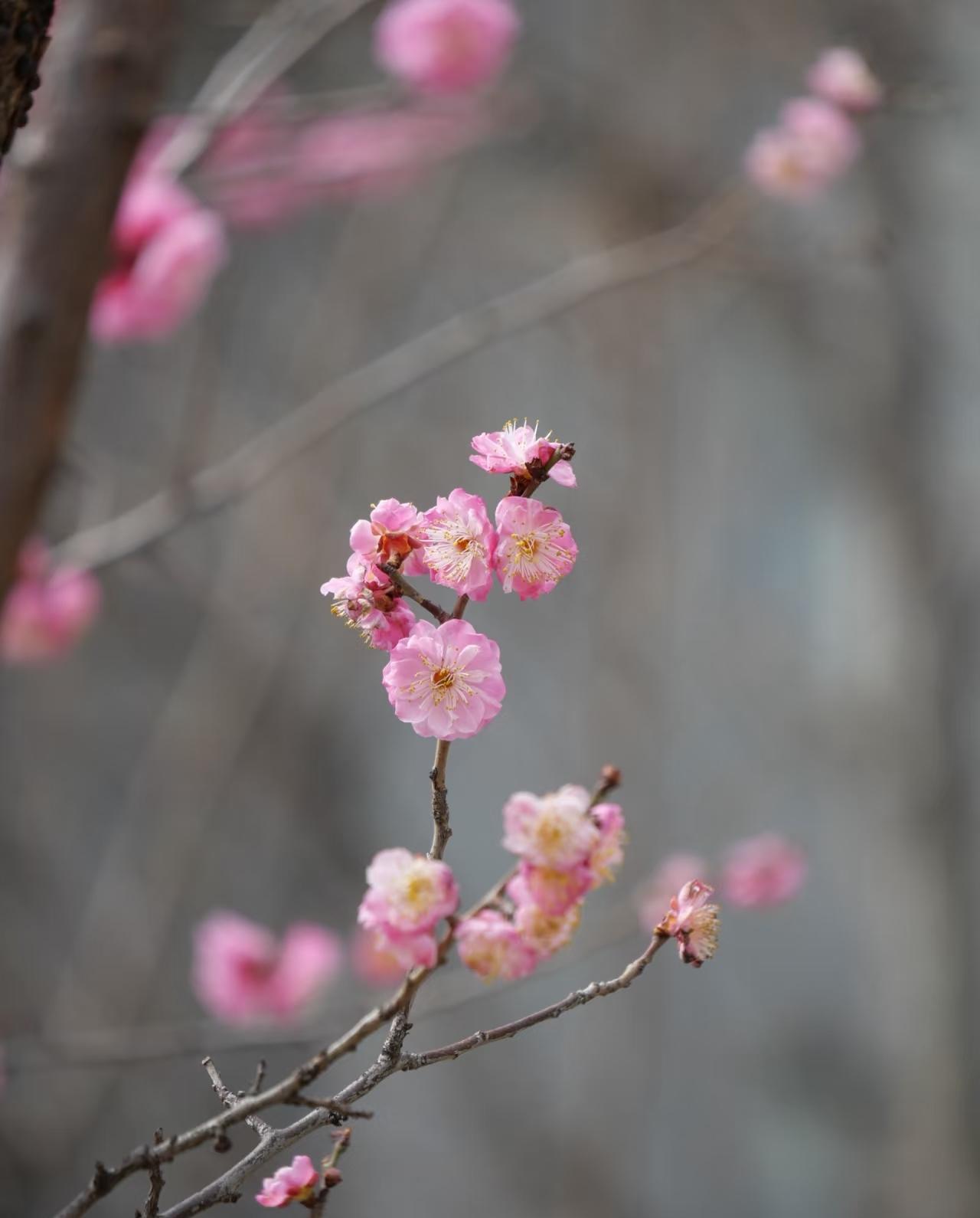 春天真的来了！
春风一吹，柳树绿了，花开了！
 
楼下那棵老柳树，前几天还光秃秃