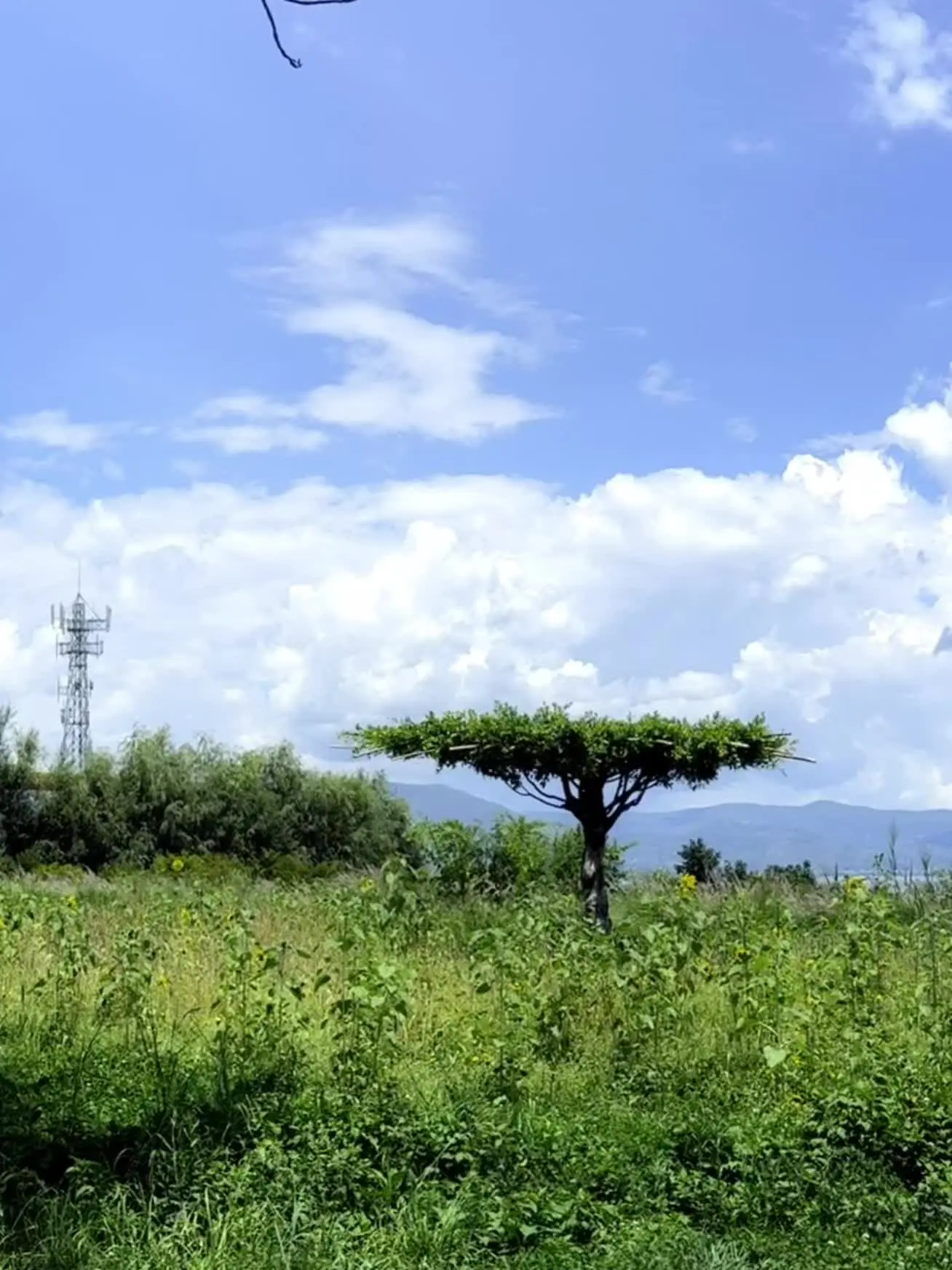 📍大理古城 𝘿𝙖 𝙇𝙞 呼吸新鲜空气