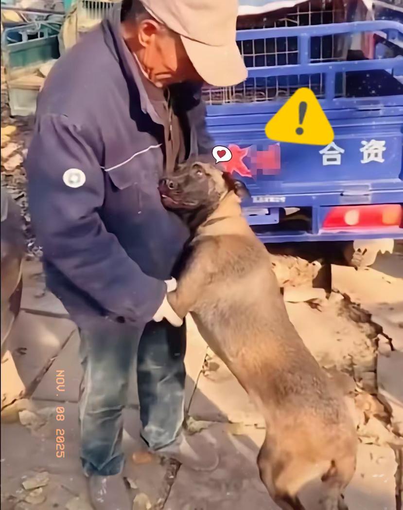 那只抱着主人膝盖的牧羊犬，
戳中了多少人的无奈与深情
谁能想到，一只守护羊群两年