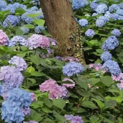 绣球花1. 栽培方式：腐叶土+泥炭土+松树皮+珍珠岩，疏松肥沃微酸性土；根系细密