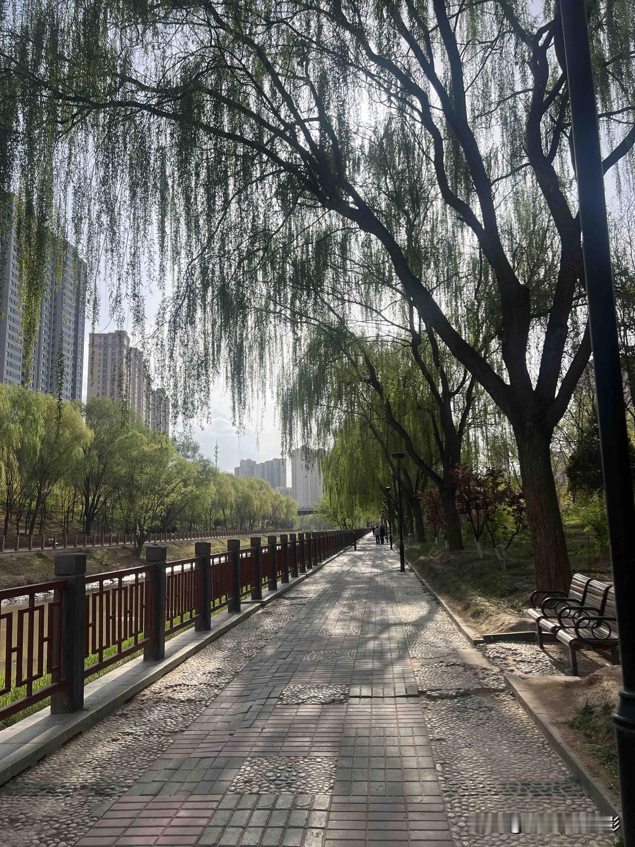 这是一段沿河步道，我每日都会走过，因熟悉而熟视无睹，今日却走慢了脚步。不经意间低