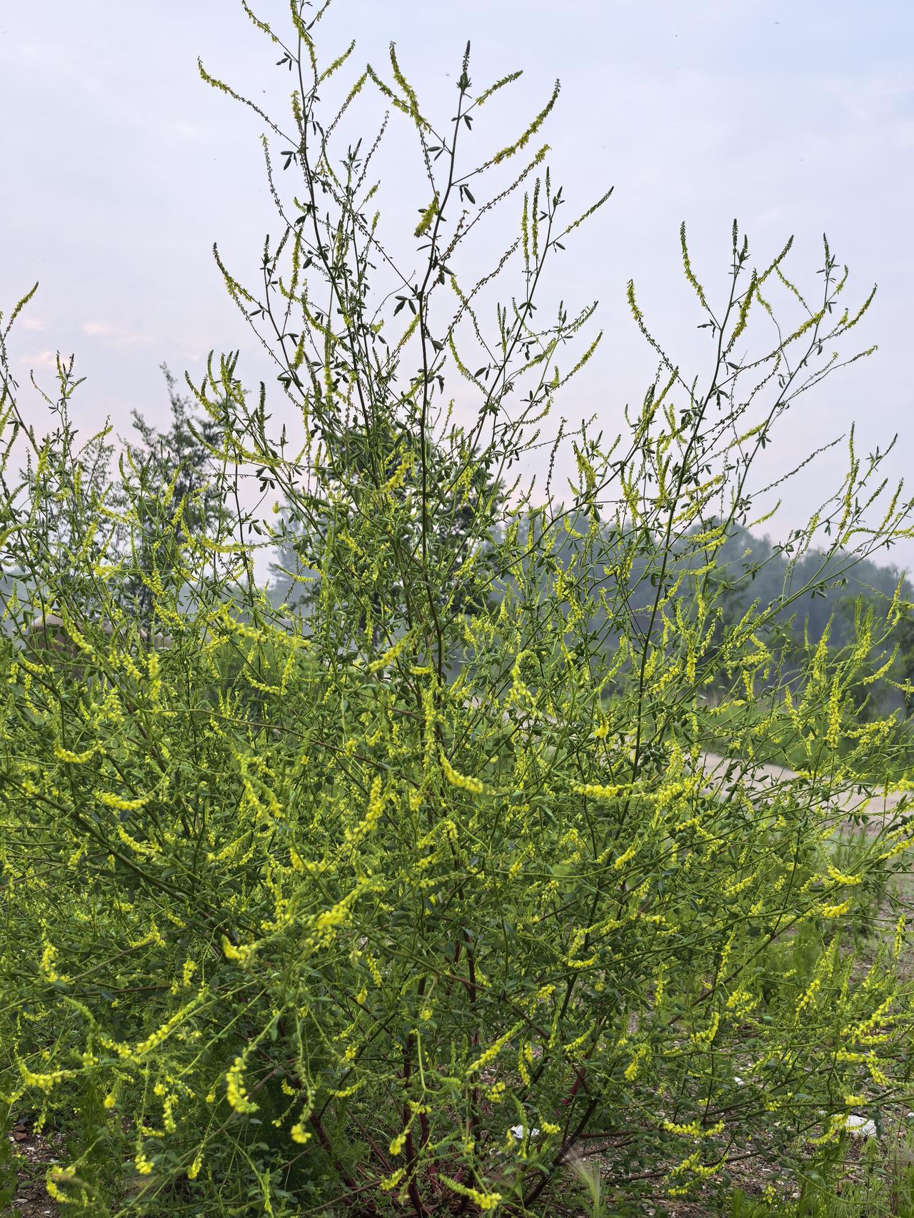 路边的野花[赞][赞][赞]