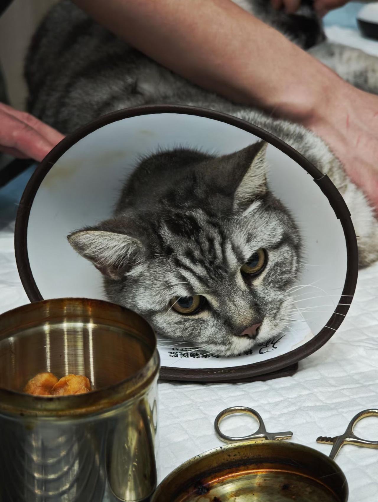 阿灰年纪真的大了。隔了8个月，又来医院转一圈，检查+开药。很多问题不能确诊也无需