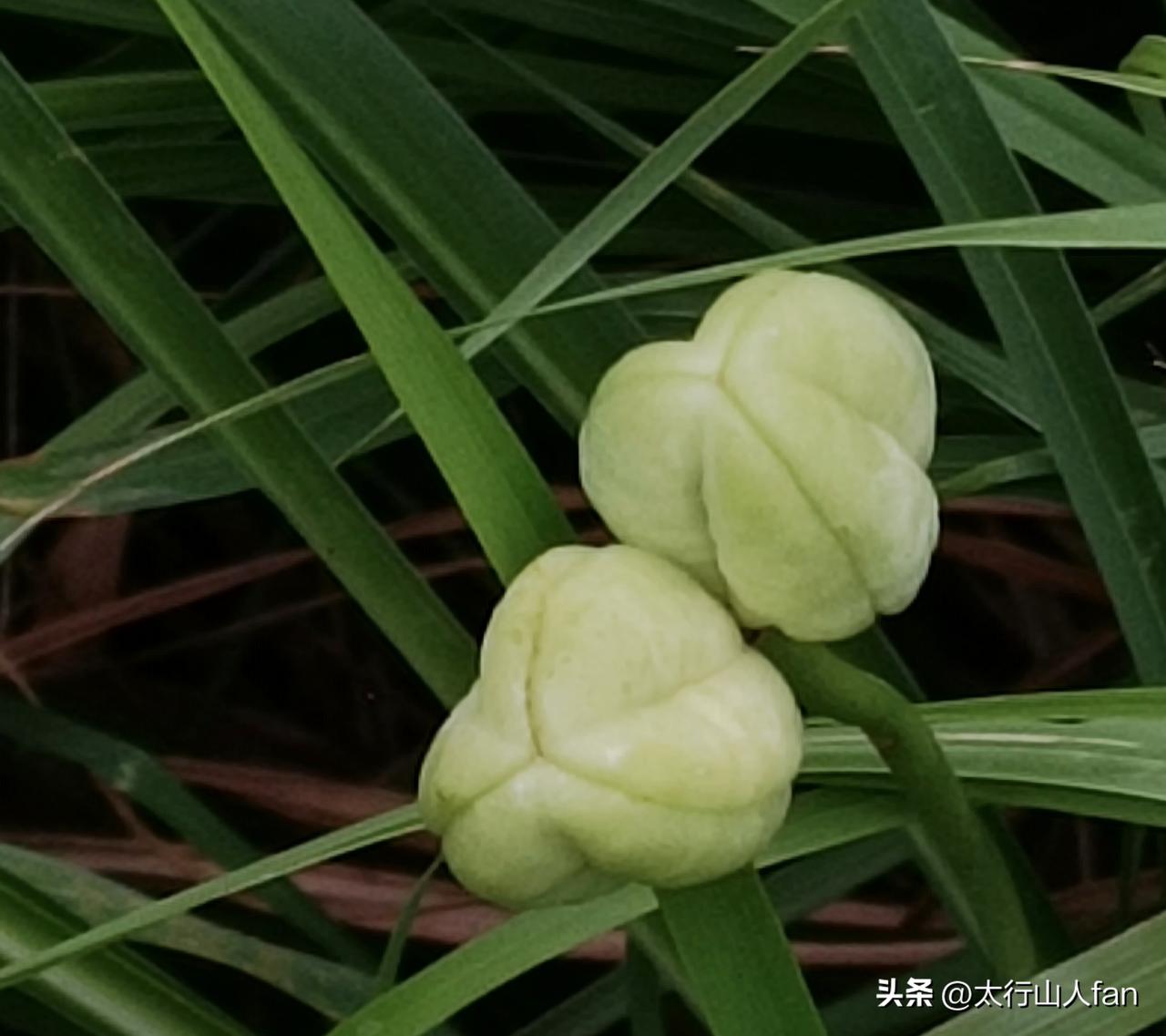 今日拍到两枚嫩绿色的果实，它们紧紧相依。果实呈独特的三瓣鼓胀状，外皮轻薄且饱满，