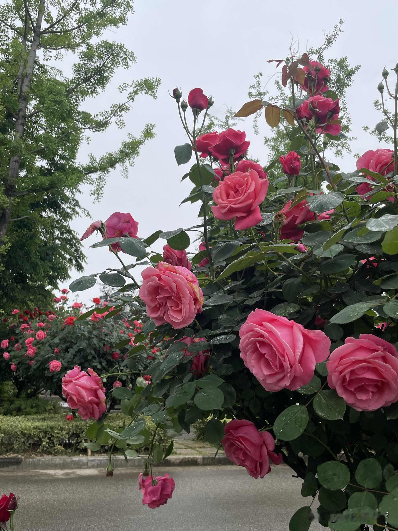 这个季节的月季花盛开，随手一拍都好看。