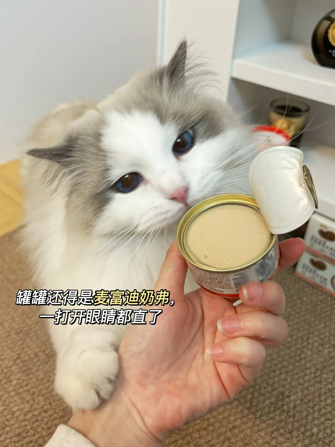 我的爪爪，只给罐罐多的人