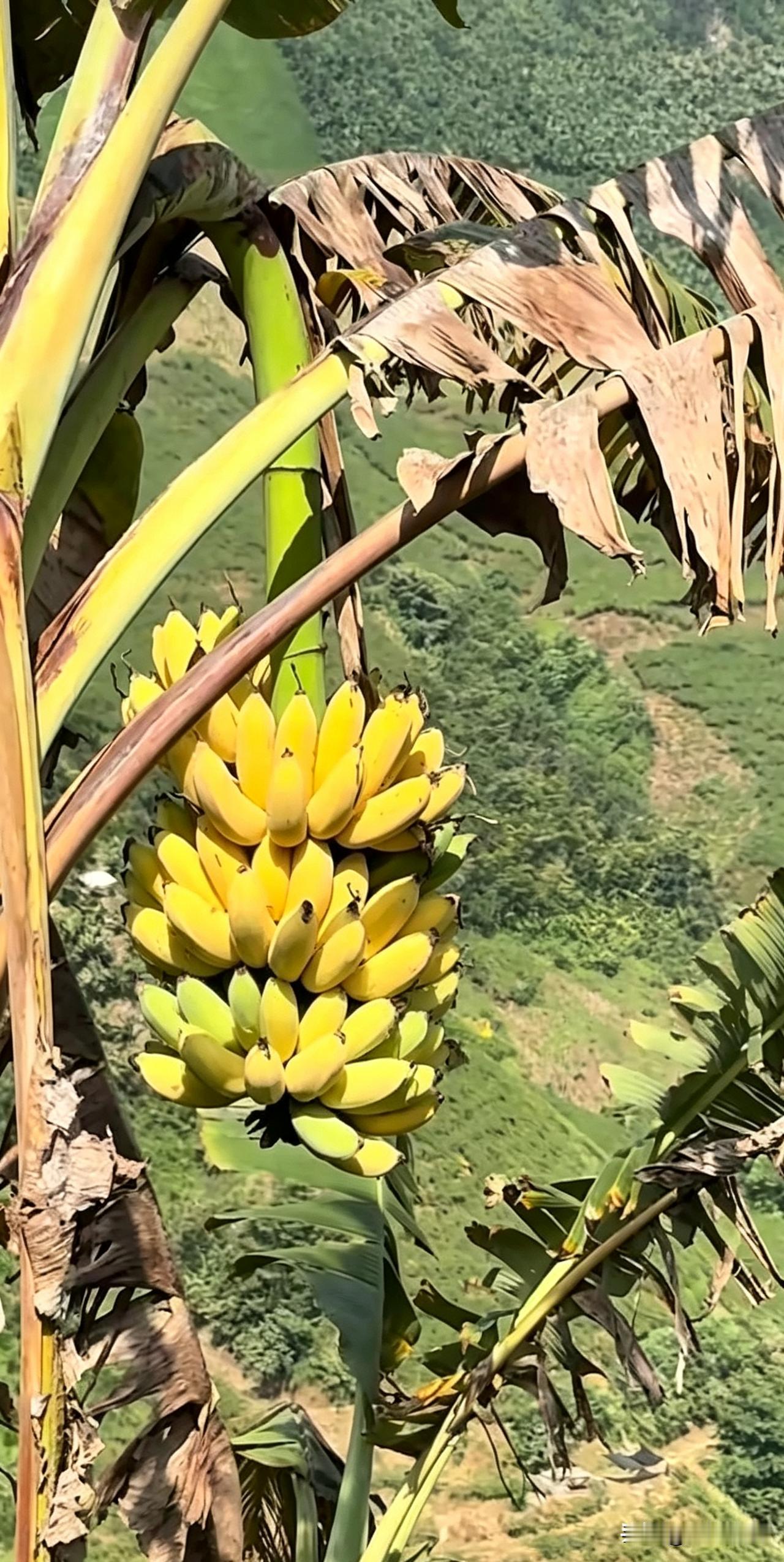黄仁勋说：
“我最珍视的能力，
不是智力，
而是忍受痛苦，
承受磨难的能力。”