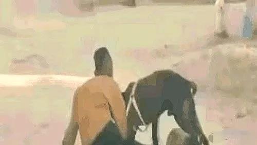 疯狗咬住大腿死不松口？用棍棒猛打反而适得其反！这招才能瞬间“断电”

刚才刷到一