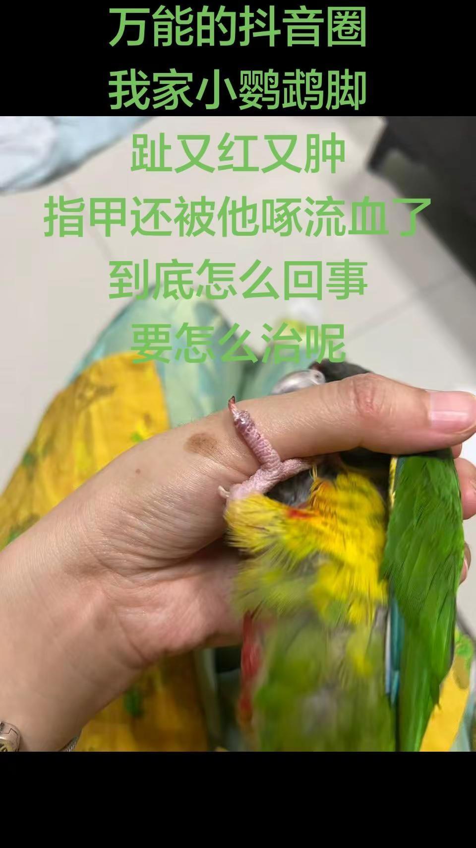 求助所有鸟友:小鸡仔又生病了，没异宠医院怎么办，真的没招了