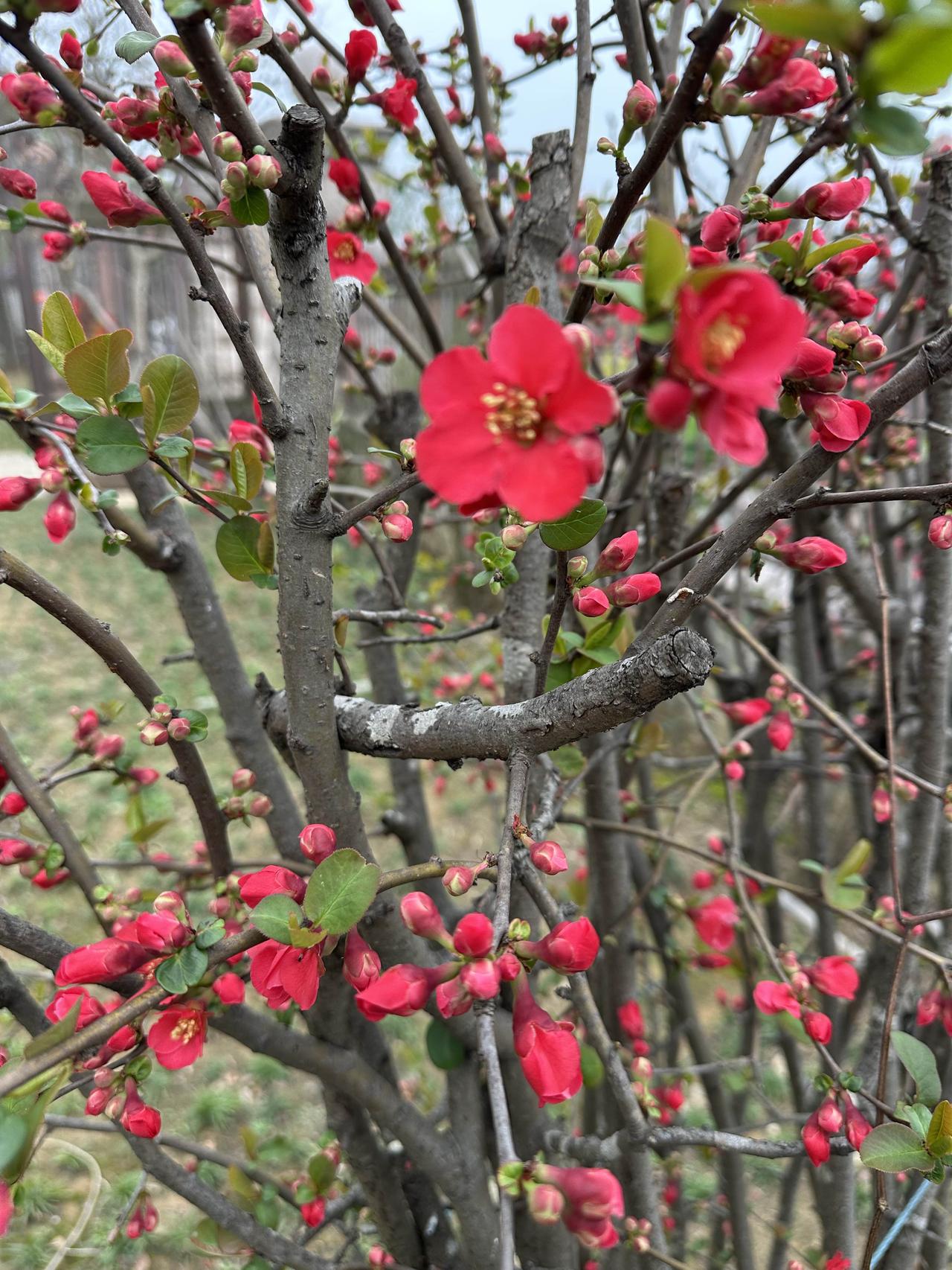 春天的海棠花是相约而至，开在了每个该来季节，从不缺席。它从容而端庄，清爽而惬意地