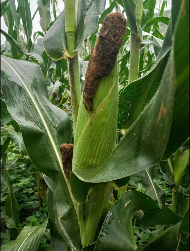 想吃啥自己做卫生又健康。