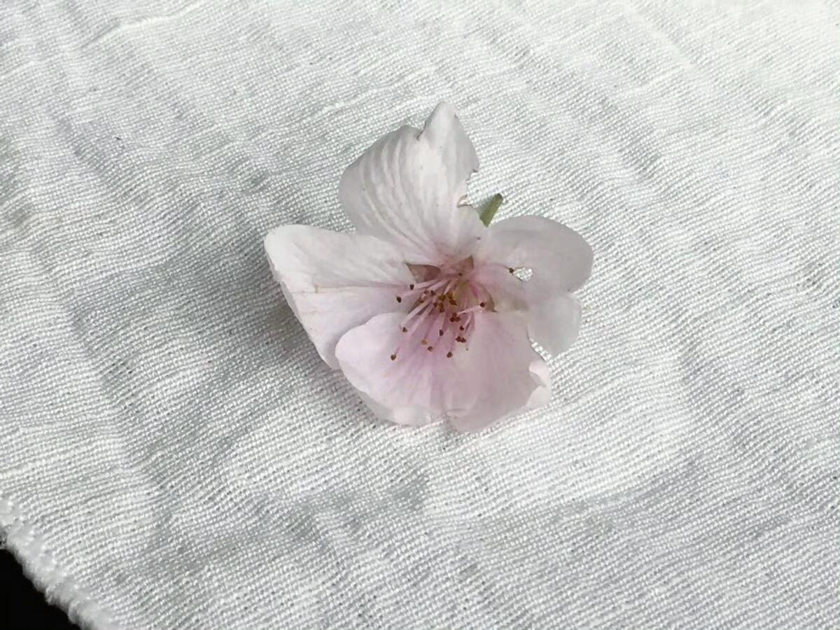𝑺𝒉𝒂𝒓𝒆｜花自飘零水自流高清壁纸｜锁屏壁纸｜无水印｜ins｜低饱和｜