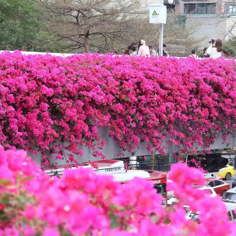 这不仅是绿化水平的“卷”，更是社会治理与国民素质的一场无声直播。

在中国，从上