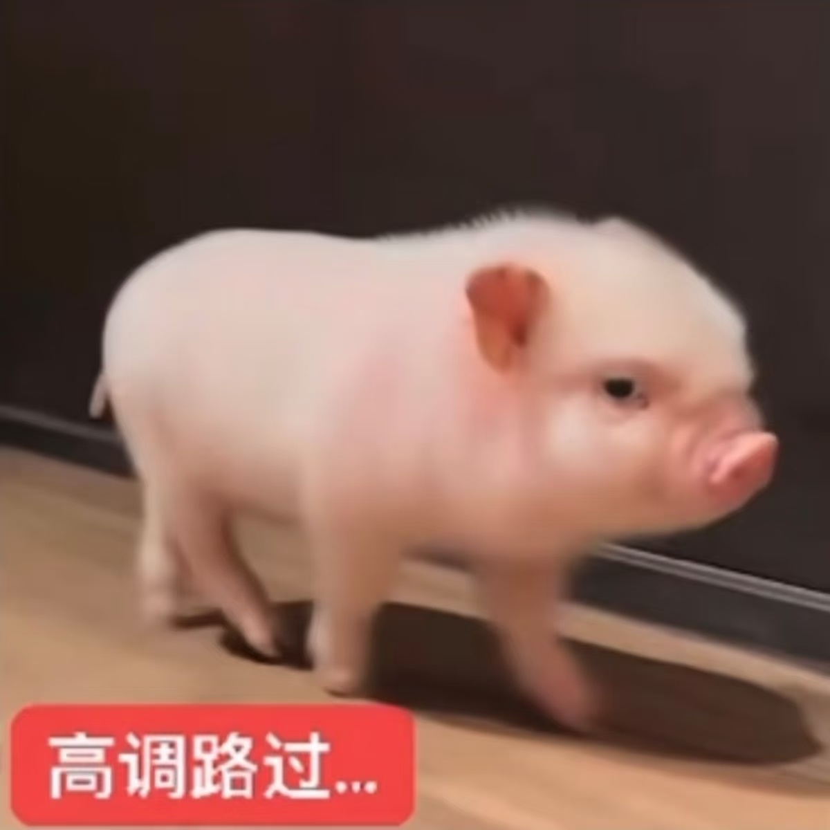 我现在对竞男大概就是比赛不关心 粉圈太乱不想看 但是呢又很想赚钱去看线下和女网友
