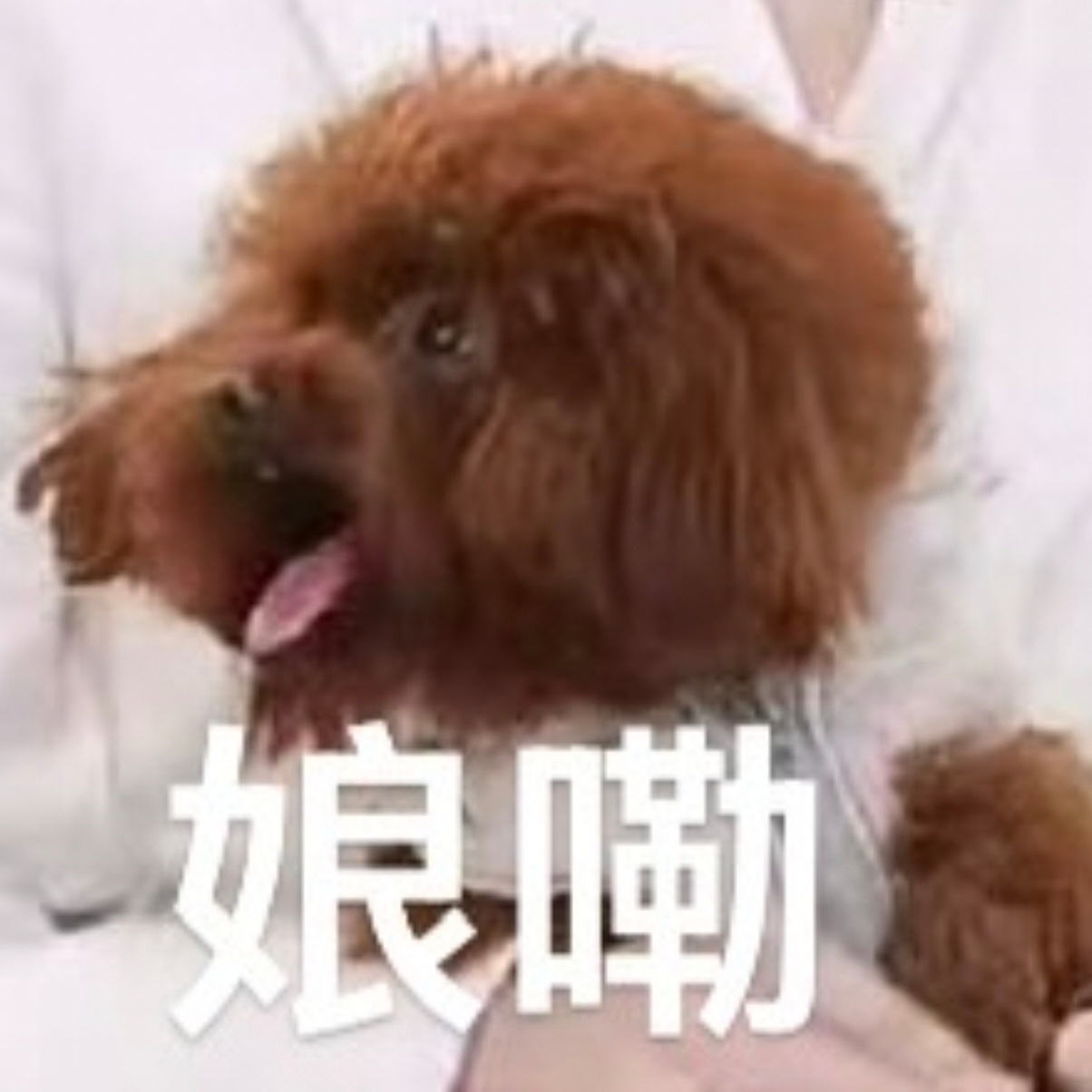 快达票A放票了吗 