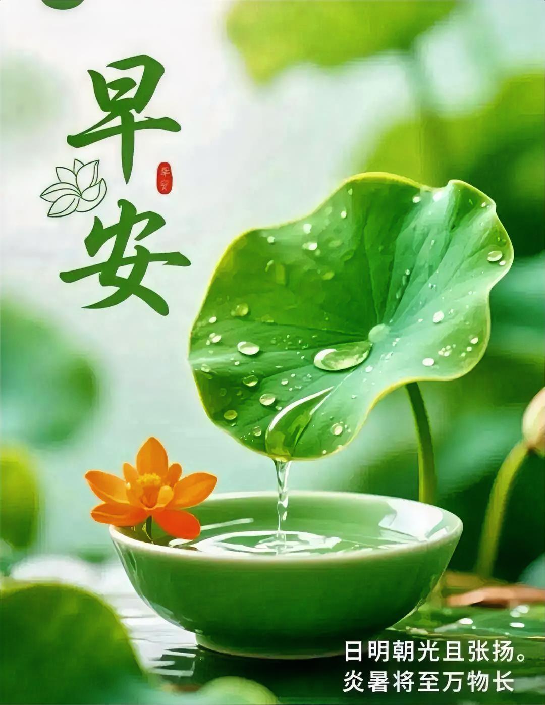 早安！荷叶滴露入青瓷，橙莲静绽伴朝晖，炎暑将至，万物正长，好景正当时。
