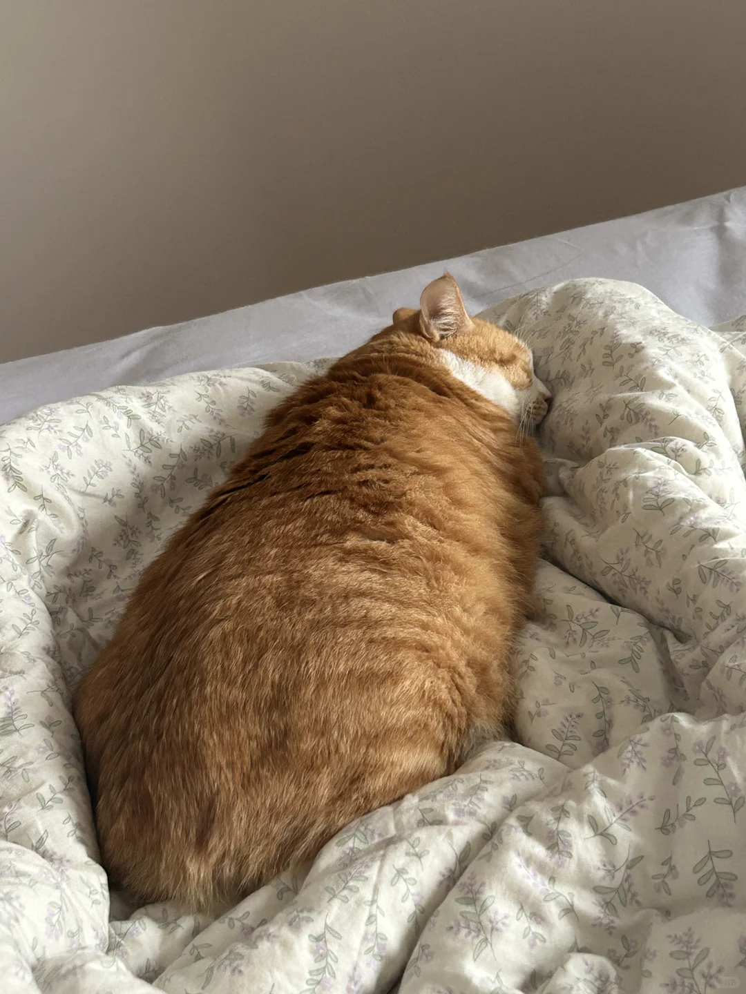 冬天来了，还有人被子没长猫吗