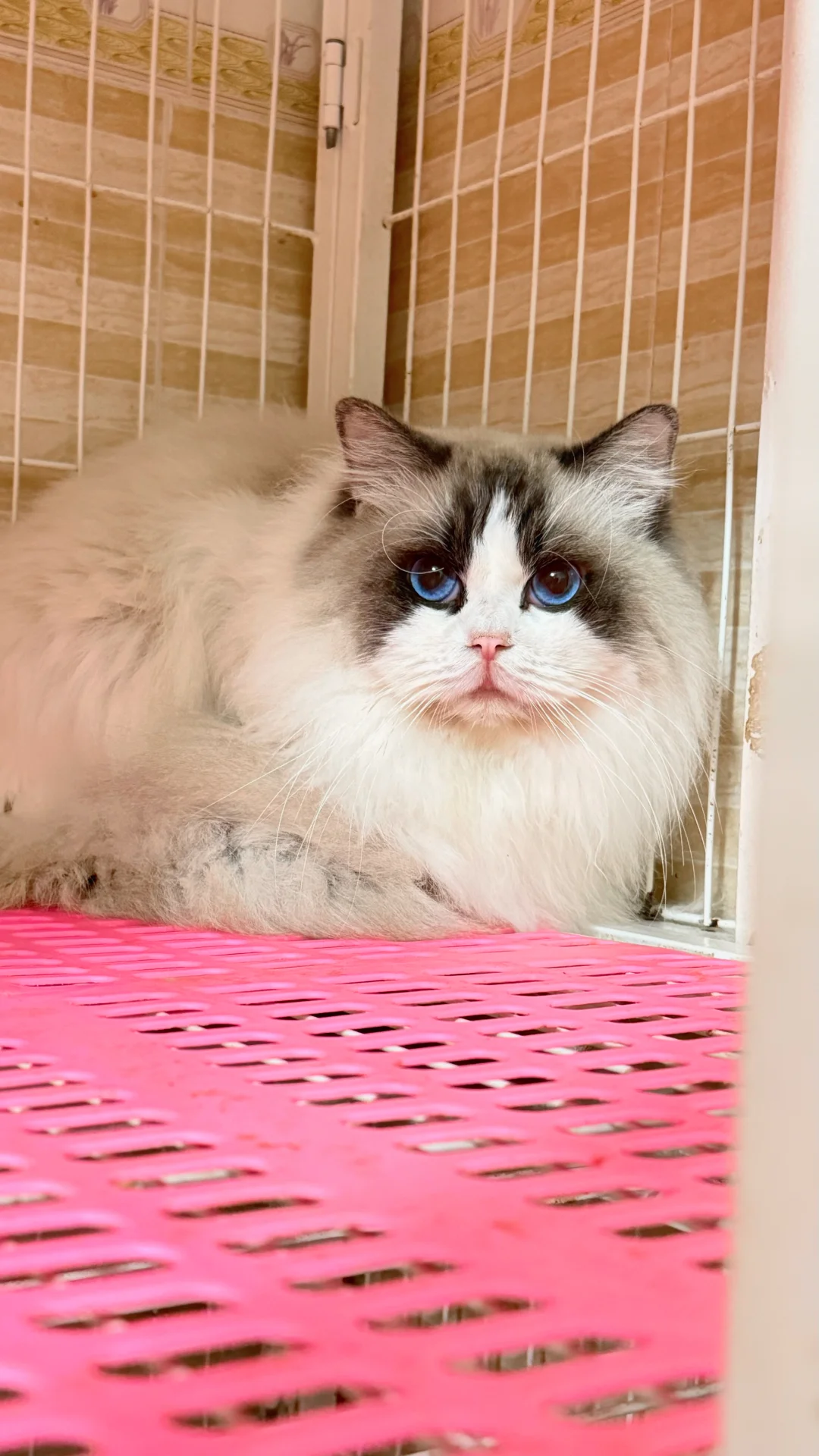 布偶弟弟领养…坐标深圳龙华观澜